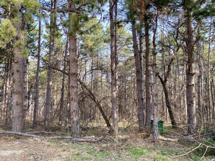 Паднали клони