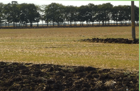 Полезащитните горски пояси са с огромно стопанско и екологично значение