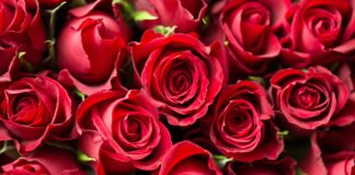 Рози, цветя