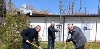 Залесяване