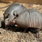 Броненосците