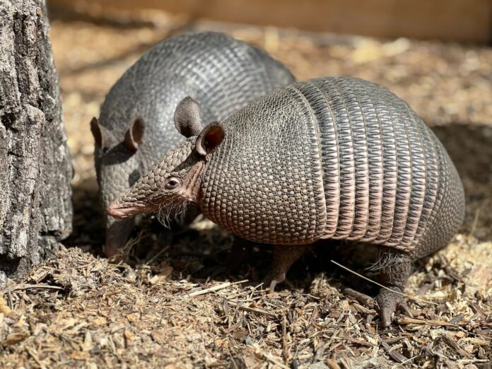 Броненосците