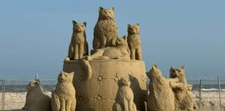 Бургаските котки