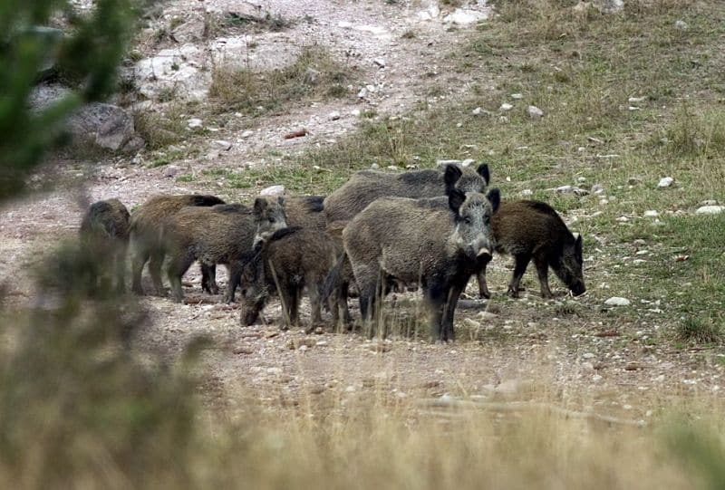 Мерки срещу разпространението на болестта Африканска чума по свинете прие