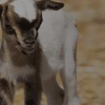 Холандска мини коза