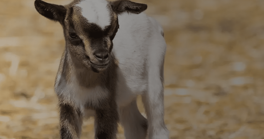 С новите бебета близначета холандски мини козички се обогати зоопарка