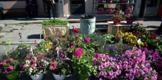 Изложение на цветя