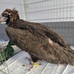 Карталката Фремут