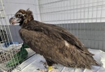 Карталката Фремут