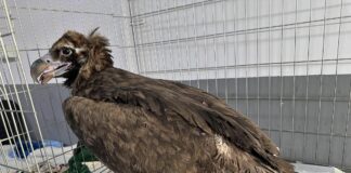 Карталката Фремут