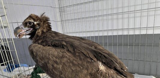 Карталката Фремут