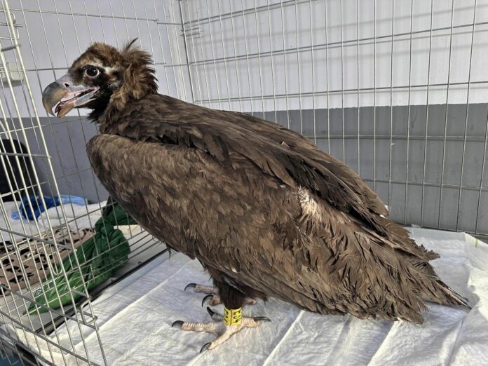 Карталката Фремут