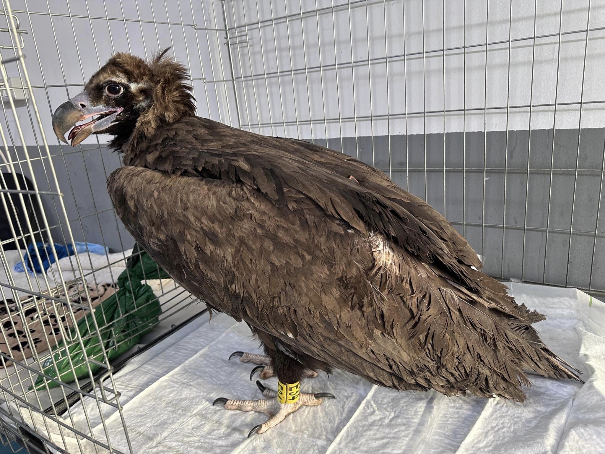 За всички които следят съдбата на нашата красива карталка Фремут