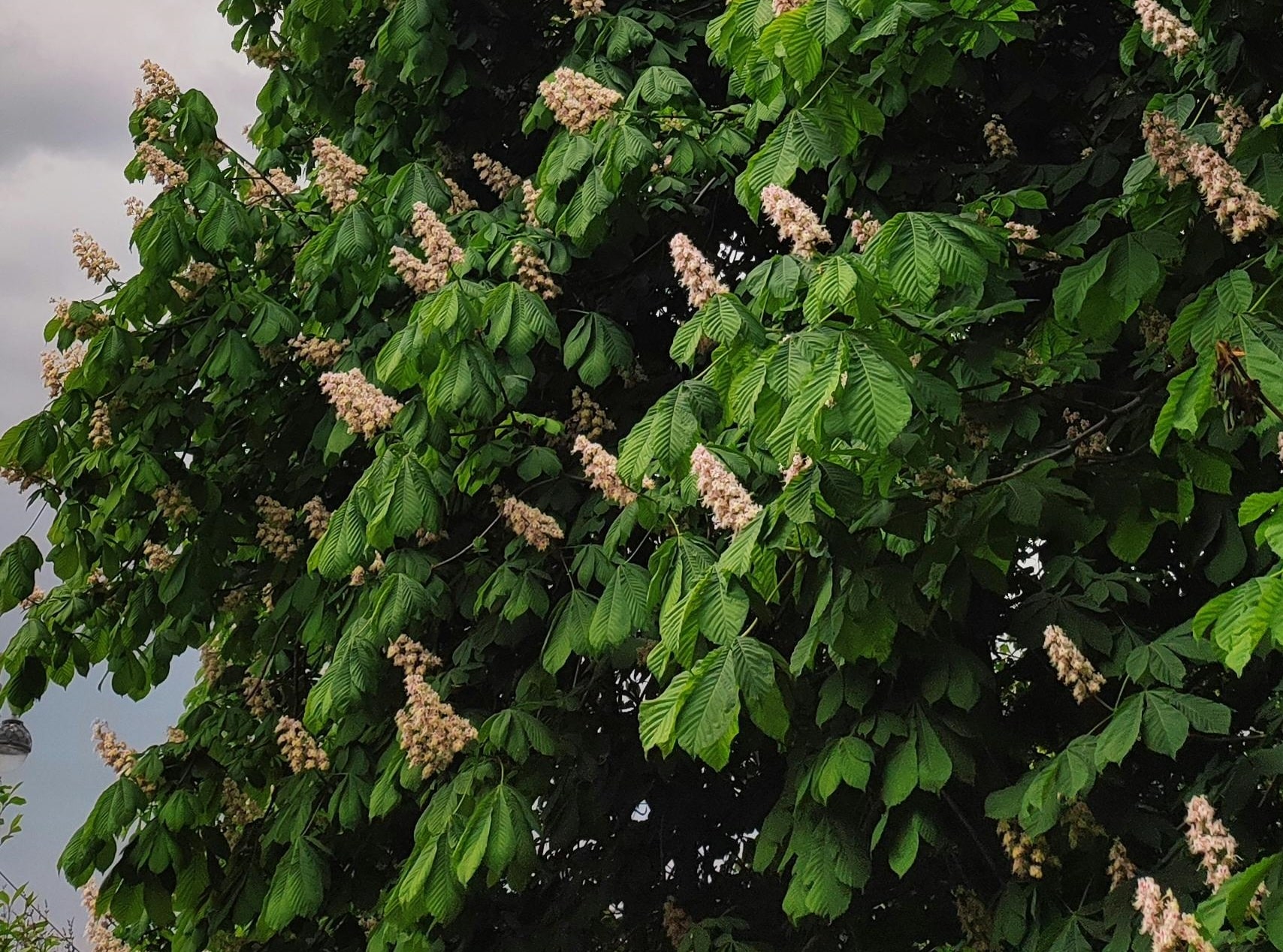 Повторна обработка на кестеновите дървета в Търговище срещу вредителя листоминиращ