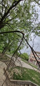 Опасното дърво