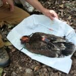 Орлето Илия