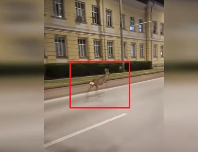 Русенец е заснел как уплашена сърна тича по централен булевард