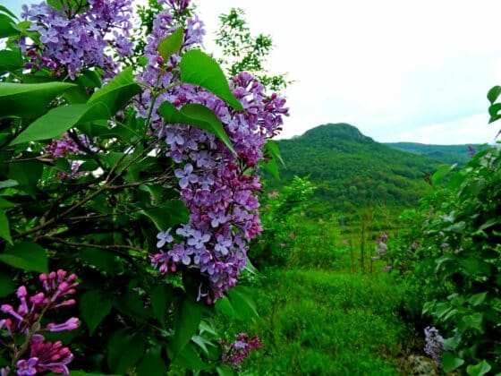 Поход до Трите Каи