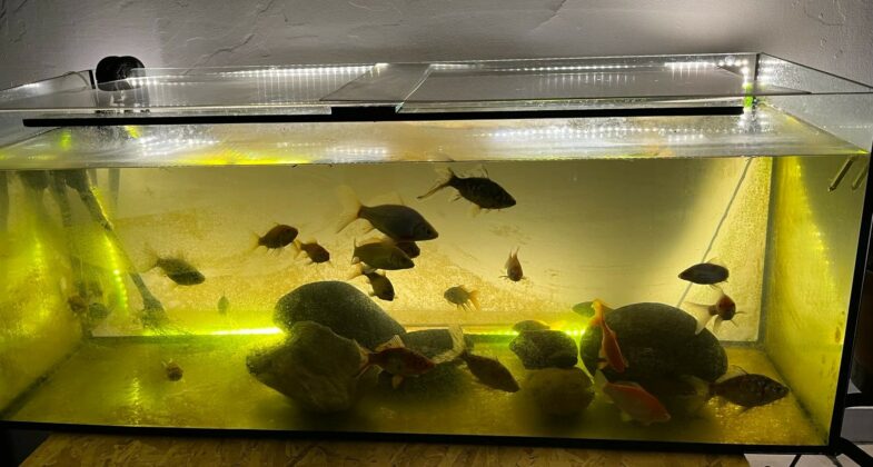 СУ "Любен Каравелов"