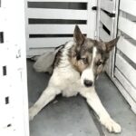 Такса домашен любимец