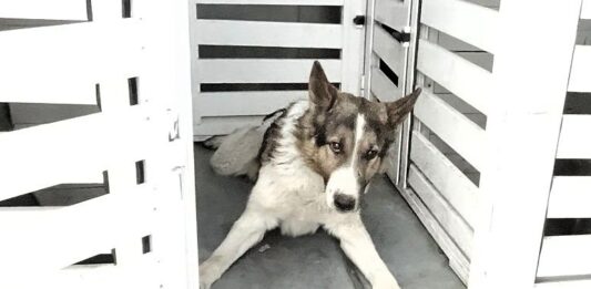 Такса домашен любимец