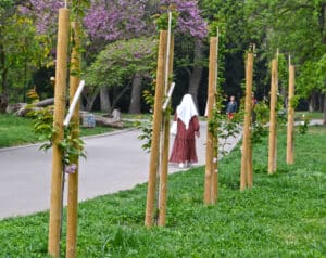 Японски вишни