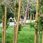 Японски вишни