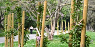 Японски вишни