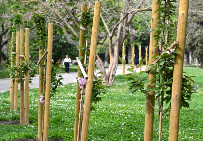 Японски вишни