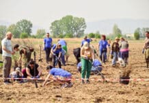 Залесяване