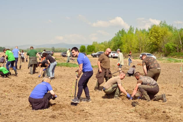 Залесяване