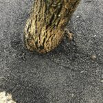 Асфалтирани дървета