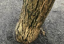 Асфалтирани дървета