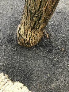 Асфалтирани дървета