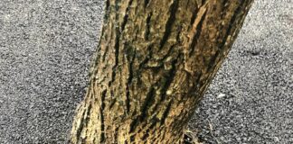 Асфалтирани дървета