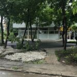 Асфалтирани дървета