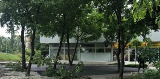 Асфалтирани дървета