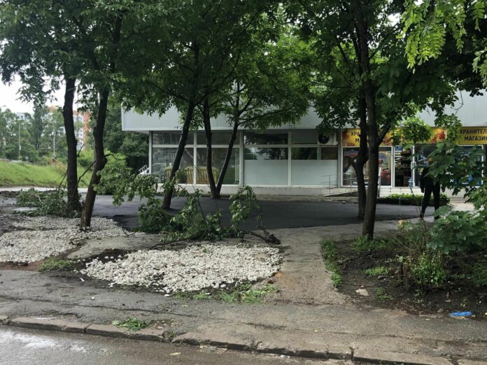 Асфалтирани дървета