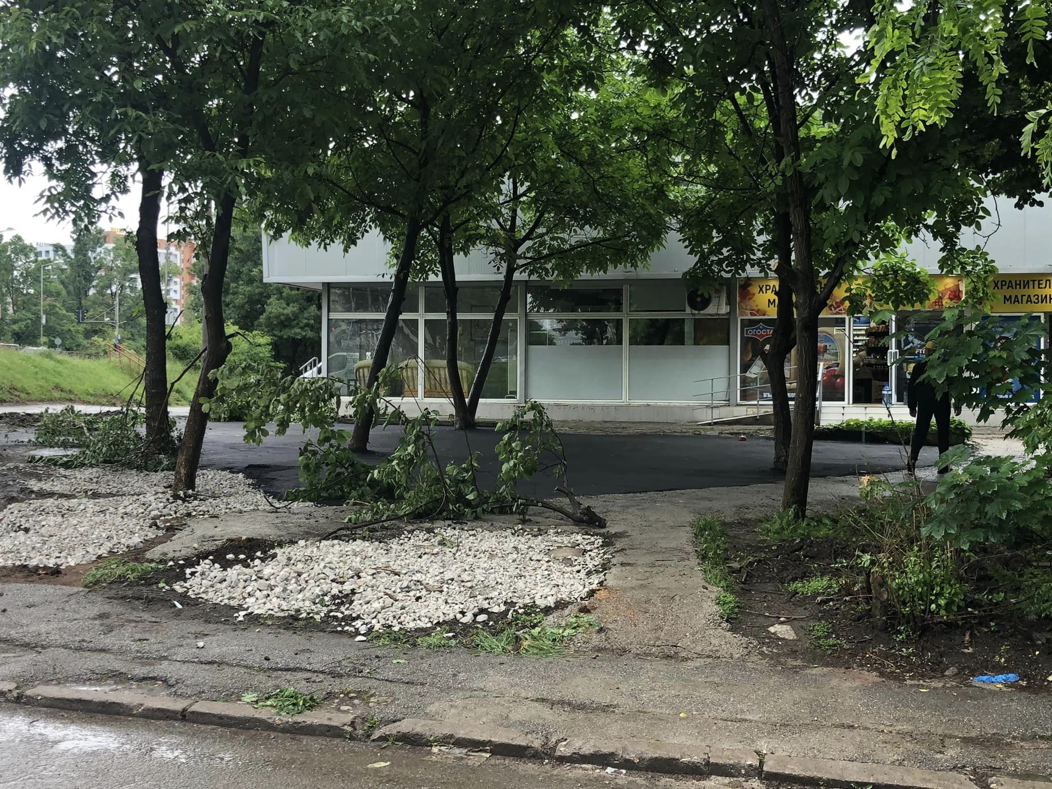 Столичният квартал Мусагеница осъмна с асфалтирани дървета Престъпното деяние е