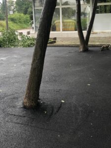 Асфалтирани дървета