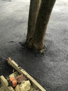 Асфалтирани дървета