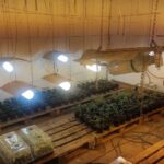 Наркооранжерия