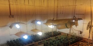 Наркооранжерия