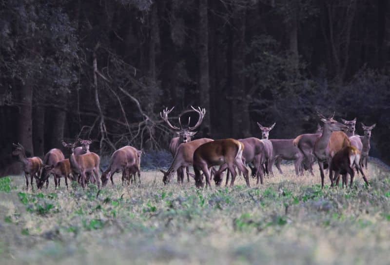 Ловният съвет към Изпълнителната агенция по горите прие резултатите от