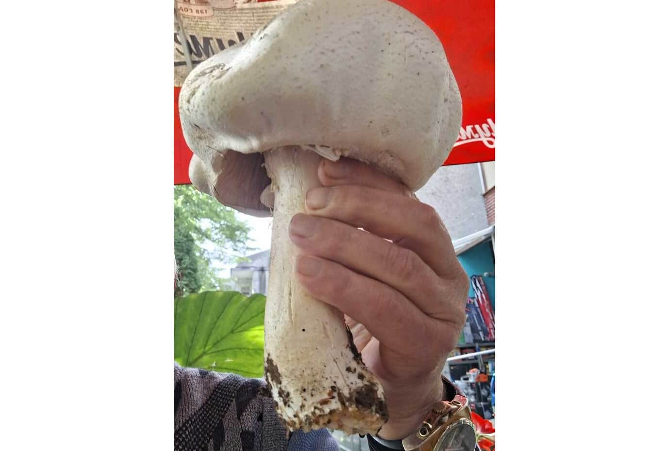 Гъба от вида печурка, която тежи 450 грама, е била