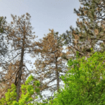 Увредени иглолистни дървета