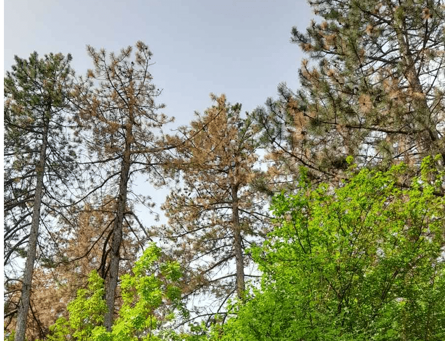 Площта на увредените от фитопатогенни гъби иглолистни насаждения е 35