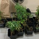 Наркооранжерия в Кладница