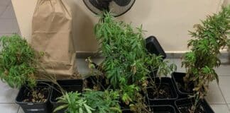 Наркооранжерия в Кладница