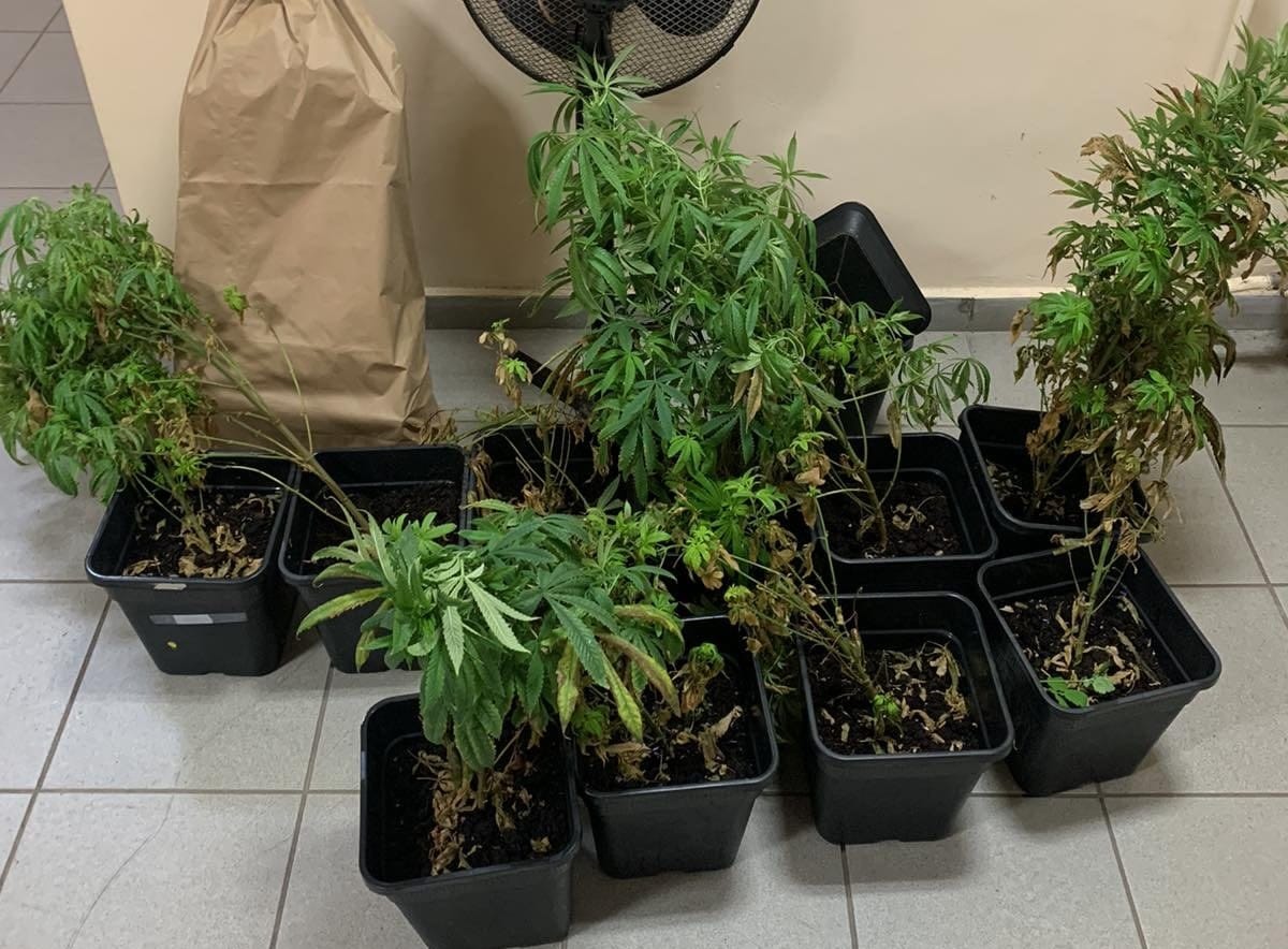 Мини наркооранжерия разкриха пернишки криминалисти По време на спецакция са